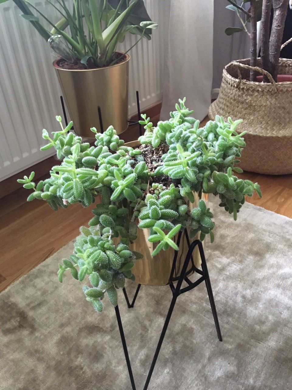 叶子上有尖刺的植物,叶子上带有小刺的草