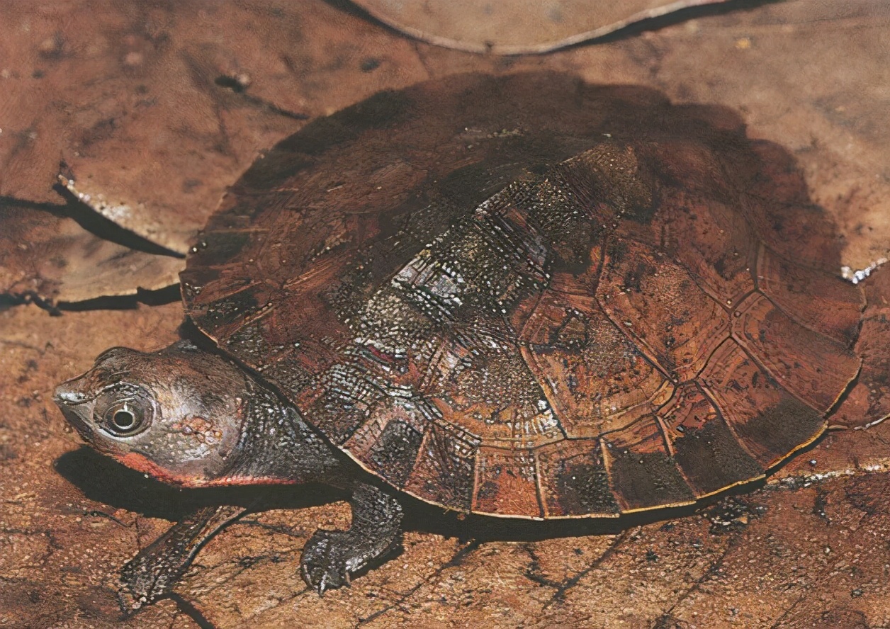 各种龟类图片大全大图,龟类展示会