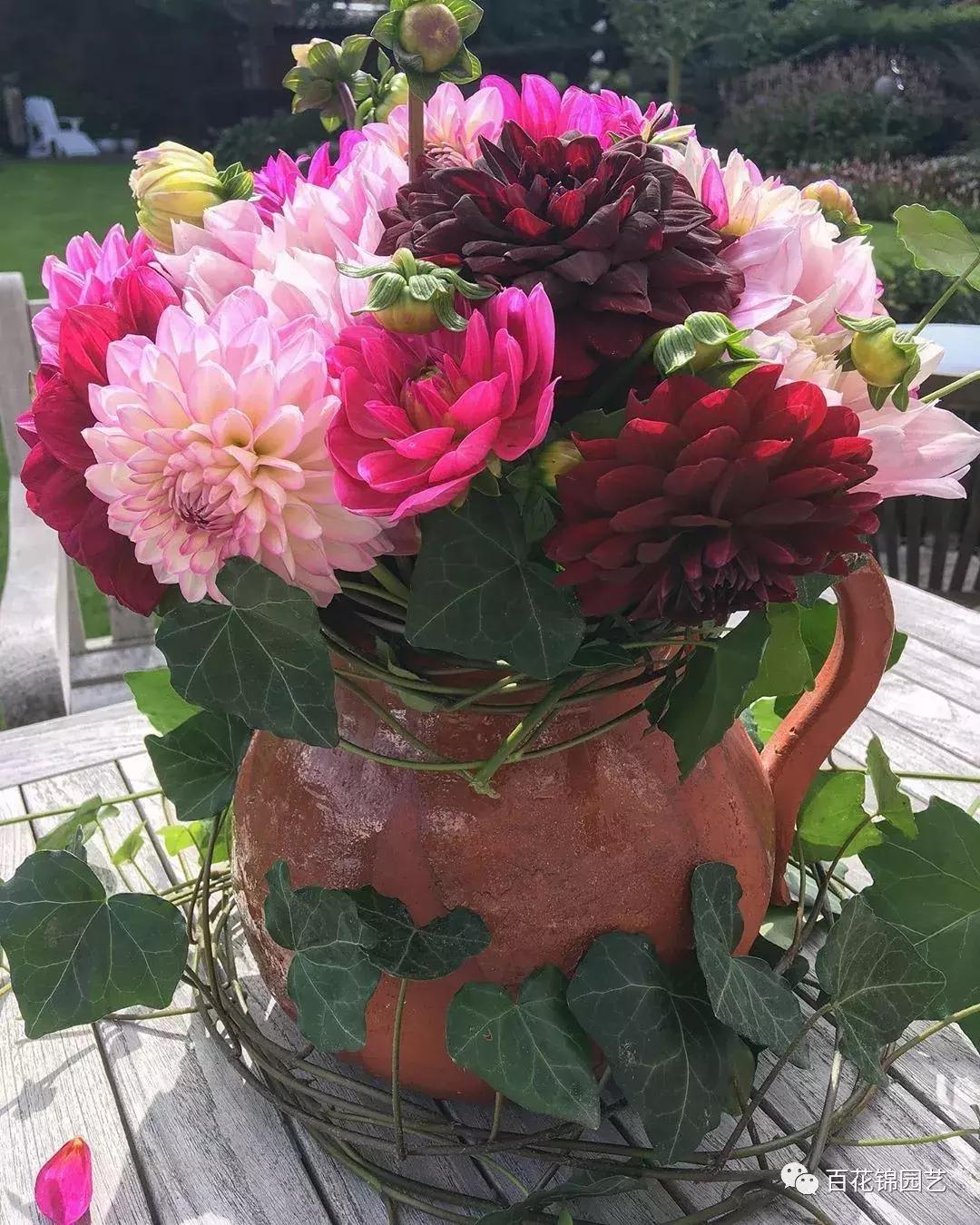 小丽花怎么盆栽,小丽花春季花期烂根怎么办