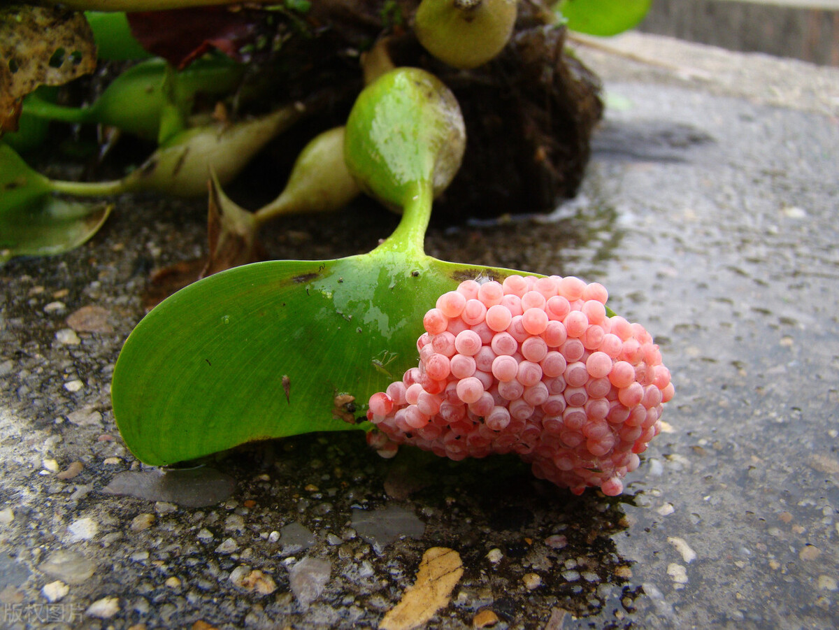 非洲人爱吃的大蜗牛，为何在我国泛滥也无人敢吃？这是有教训的