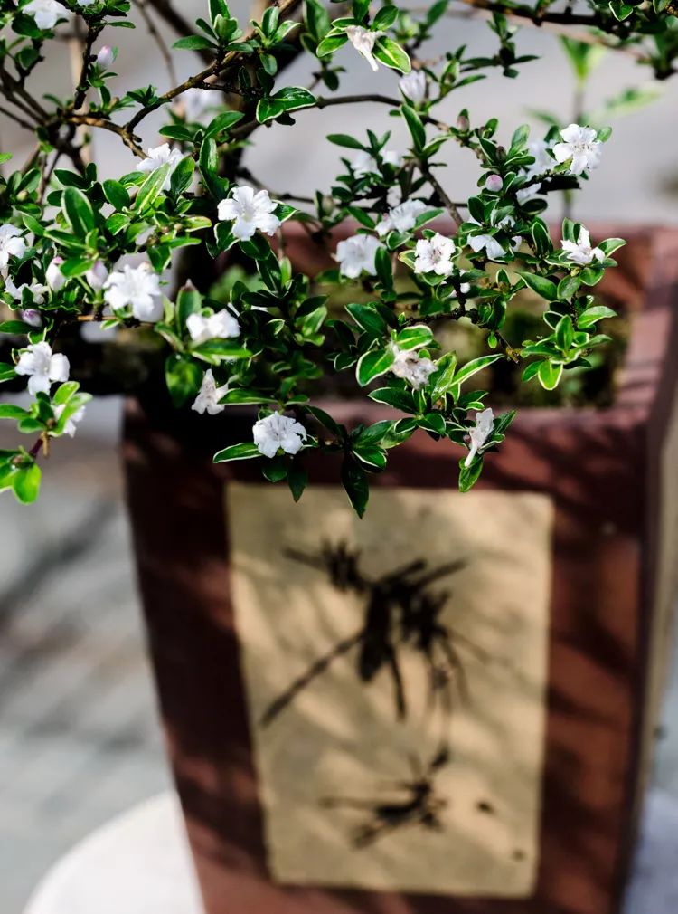 六月雪悬崖桩小盆景,最大的六月雪树桩盆景是什么