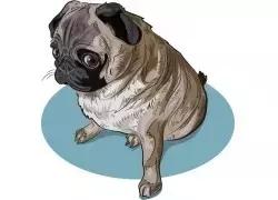 宠物皮肤病特效药有哪些,宠物常见的皮肤病药