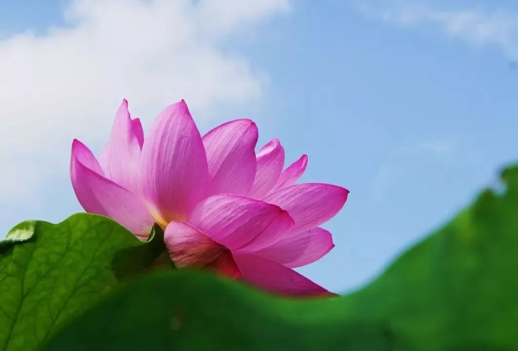 苏州赏荷花地方,美翻南湖景区