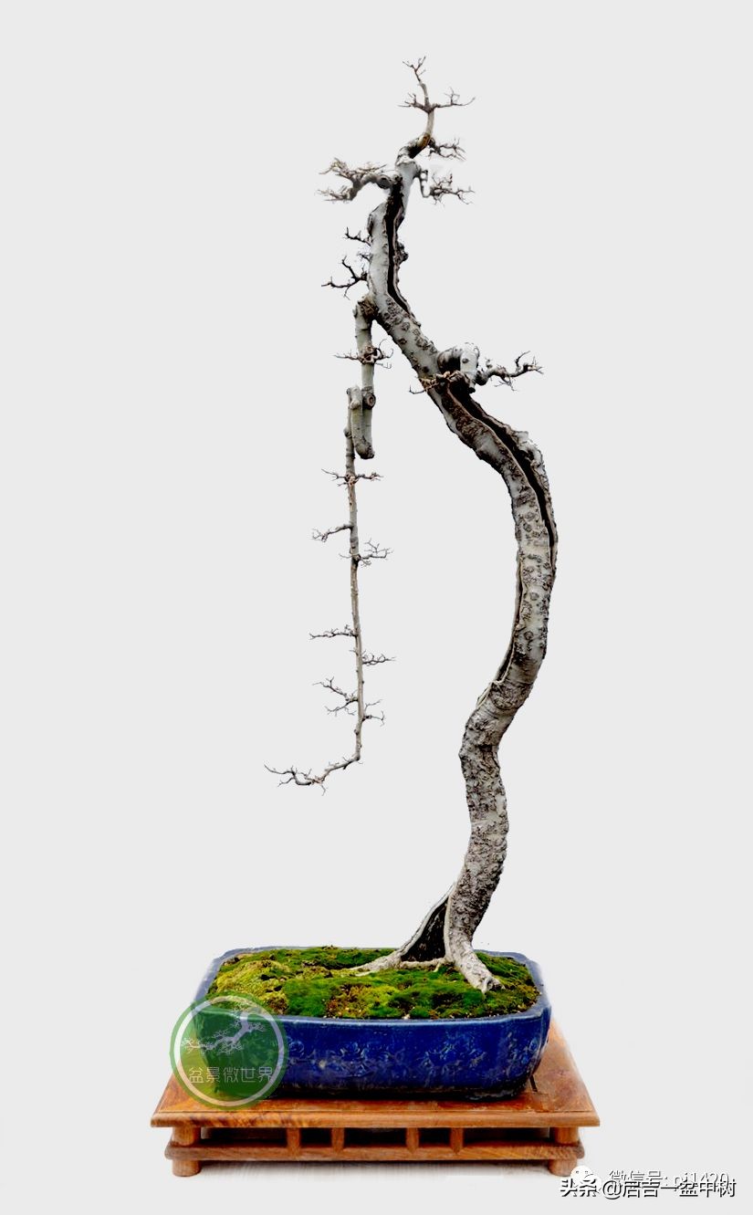 盆景跌价,盆景跌枝怎么解决