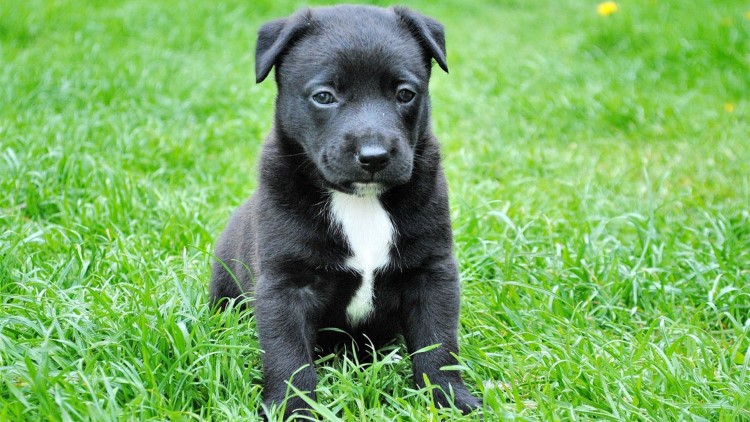 家里有狗需要买些什么,家里有狗狗用品