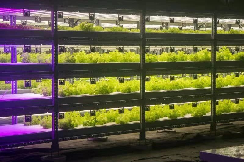 中环易达设施园艺科技有限公司,中环易达魏华农