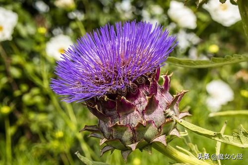 舒缓镇静的护肤品,能够修护皮肤肌底的护肤品成分