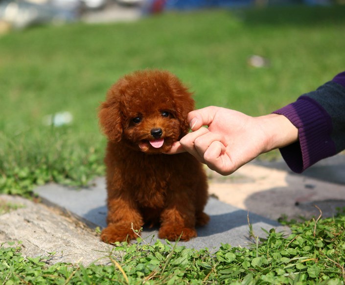 泰迪毛发怎么样打理才好看,泰迪的毛发怎样打理