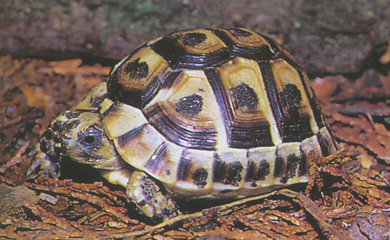 各种龟类图片大全大图,龟类展示会