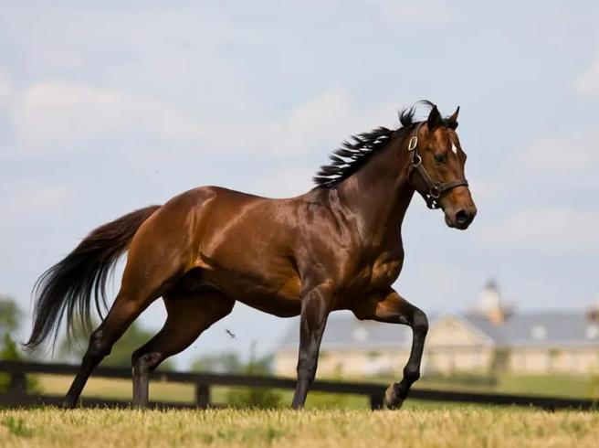 世界十大马品种排名,世界上最贵的马纯种