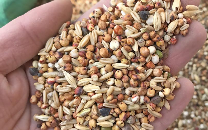 鹦鹉拉的稀的是怎么回事,牡丹鹦鹉雏鸟拉绿稀便