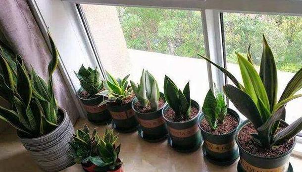 五种植物最能净化空气除甲醛,甲醛克星第一名植物好养