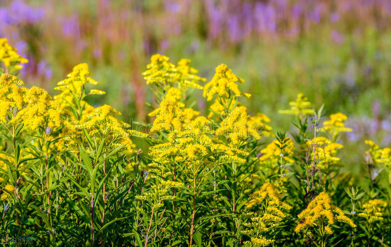 每个十一月生日对应的生日花,365天每天代表生日的花有哪些