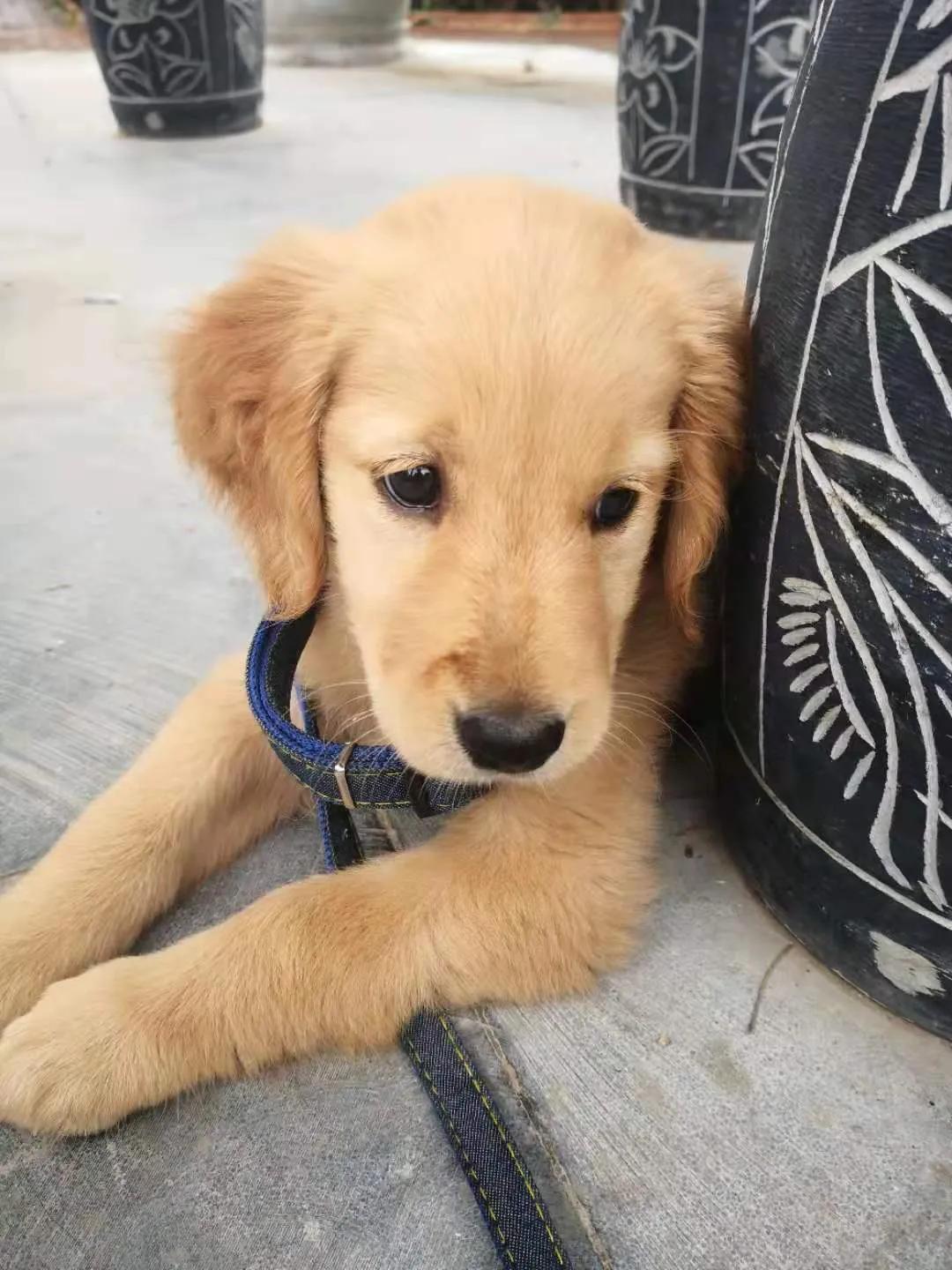 小金毛第一天进家,小金毛刚到新家浑身打颤