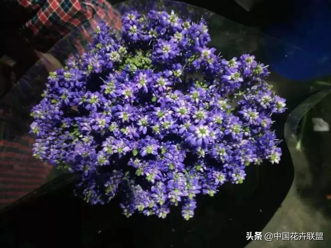 春天花市有哪些花材,便宜又大把的花材有哪些