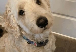 流浪猫猫赖到门口不走,流浪猫在我家门口赖着不走了