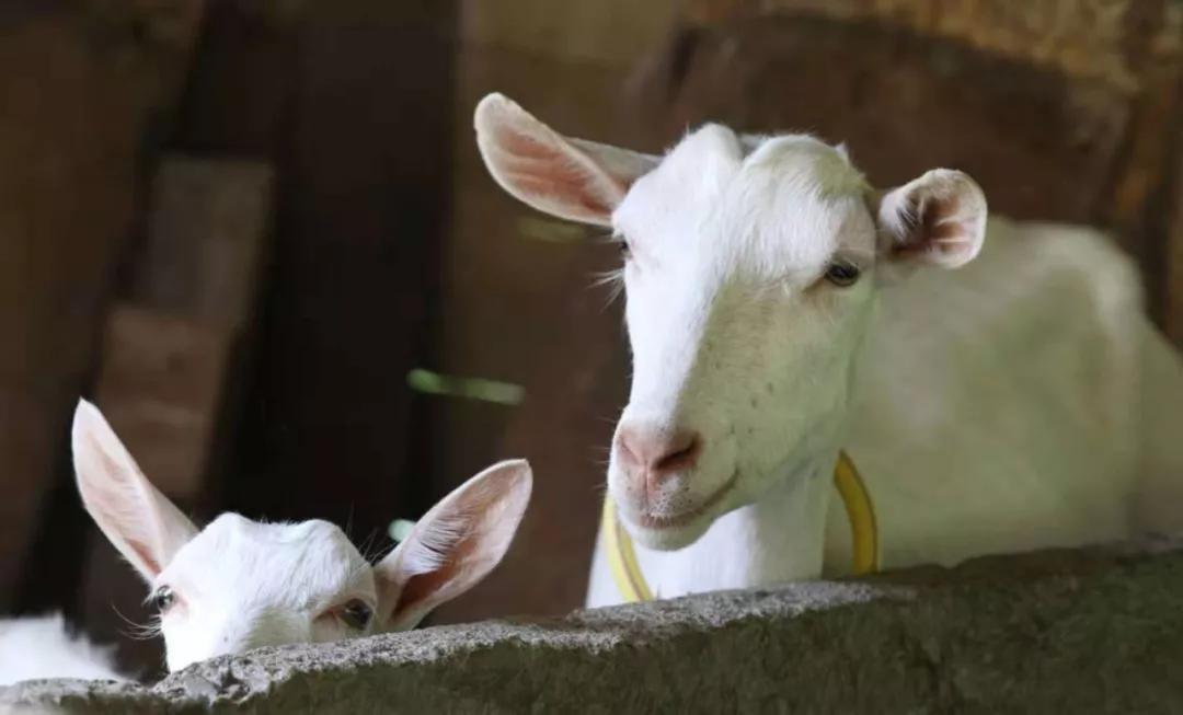 纯羊奶粉假的,为什么羊奶粉比纯奶便宜