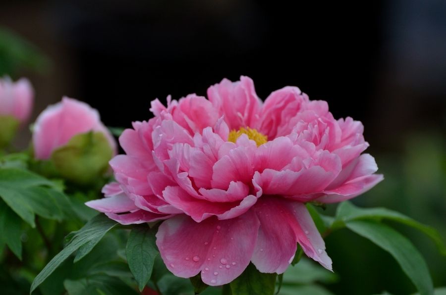 庄子二则优秀教学设计,八年级庄子二则教案