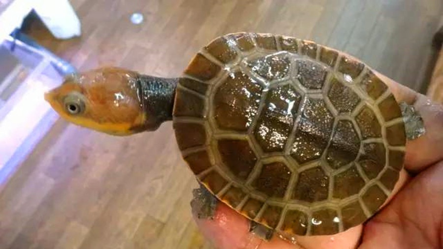 影响动物年龄鉴别的因素有哪些,影响乌龟个体差异的因素