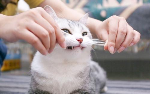 你揪过你家猫咪的胡须吗？猫咪胡须的秘密你当真都了解吗？