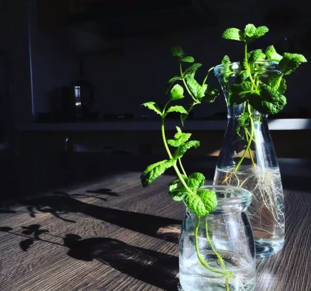 水培蔬菜家庭阳台种菜超简单,不用土在家种菜简单方法