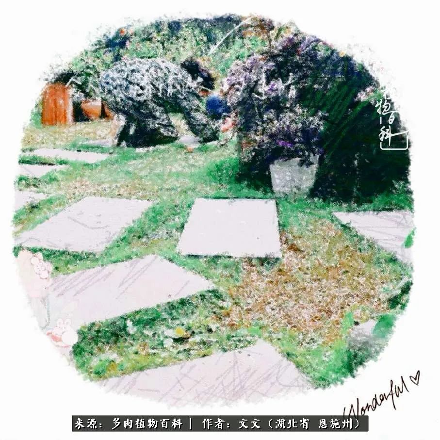 夏季多肉花园图片,初夏多肉花园