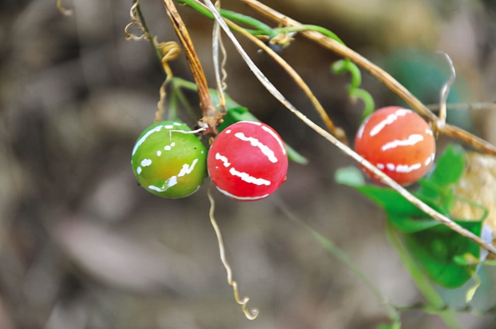 农村老人说不能杀蛇，难道说报纸上关于蛇报复人的报道，是真的？