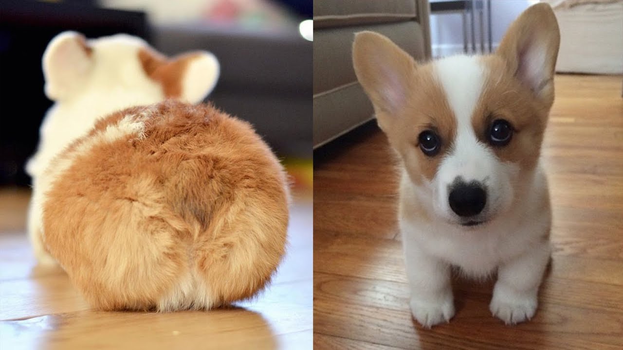 养了柯基不想养了能卖多少钱,养了柯基适合养猫么