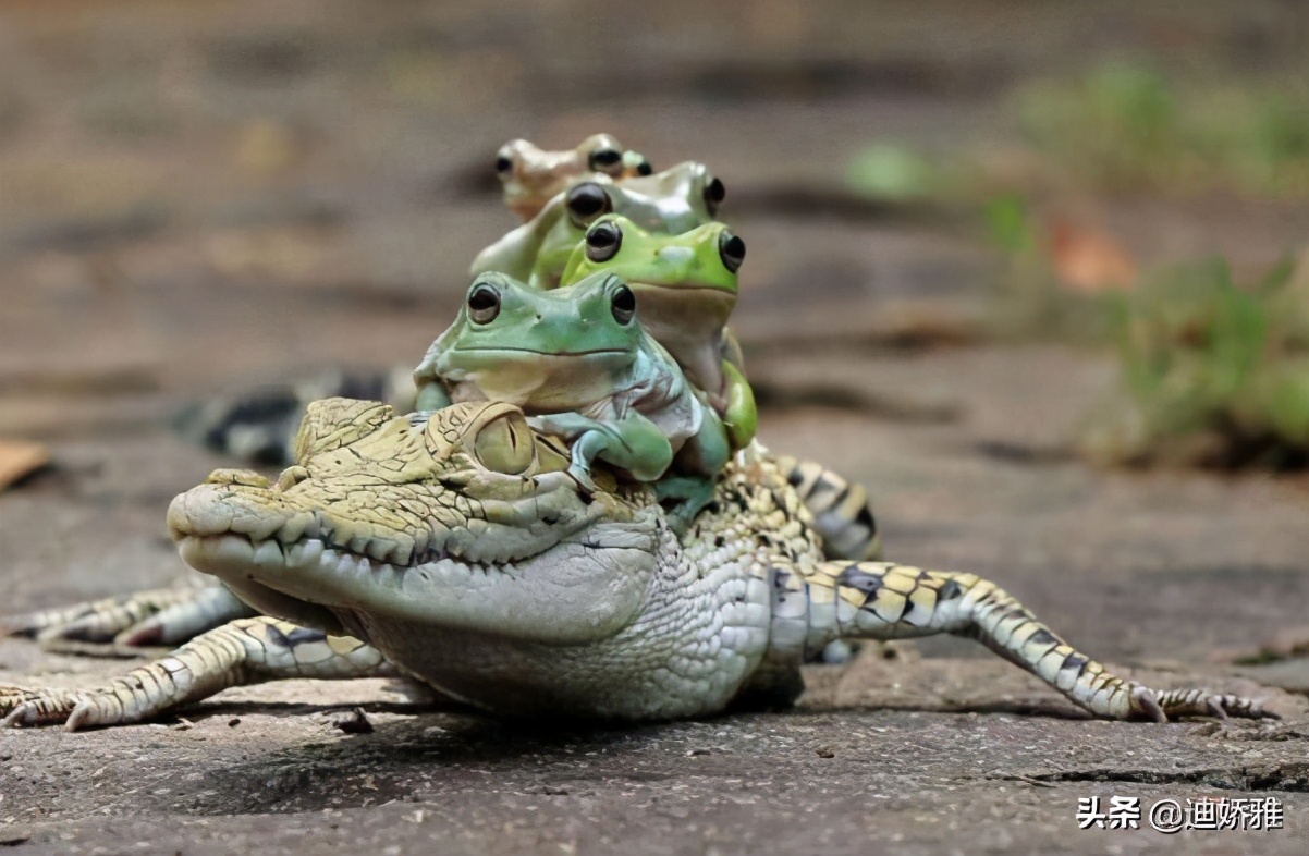 关于鳄鱼的科普知识,关于鳄鱼的科普知识点