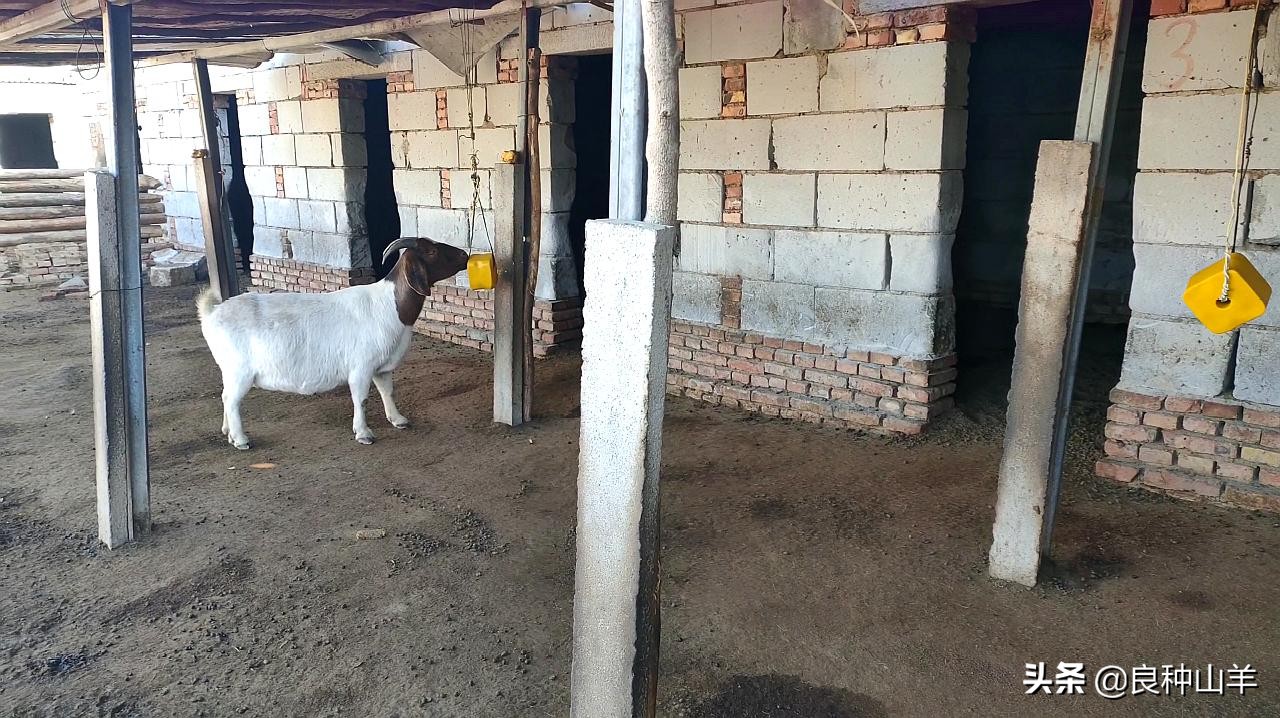养羊棚舍建造实景图,农村羊舍最简易建造
