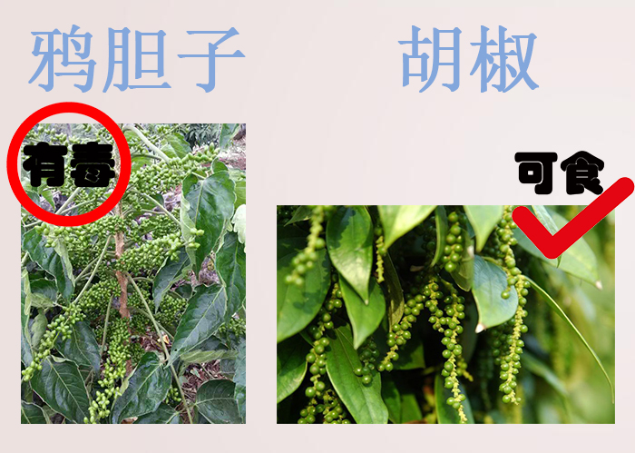 海南食物中毒,三亚吃东西食物中毒媒体曝光