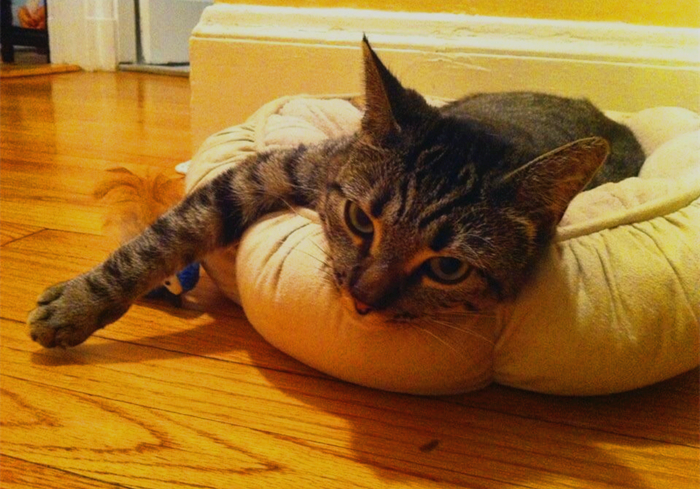 猫咪误食异物应该怎么办,猫咪误食异物会有什么反应