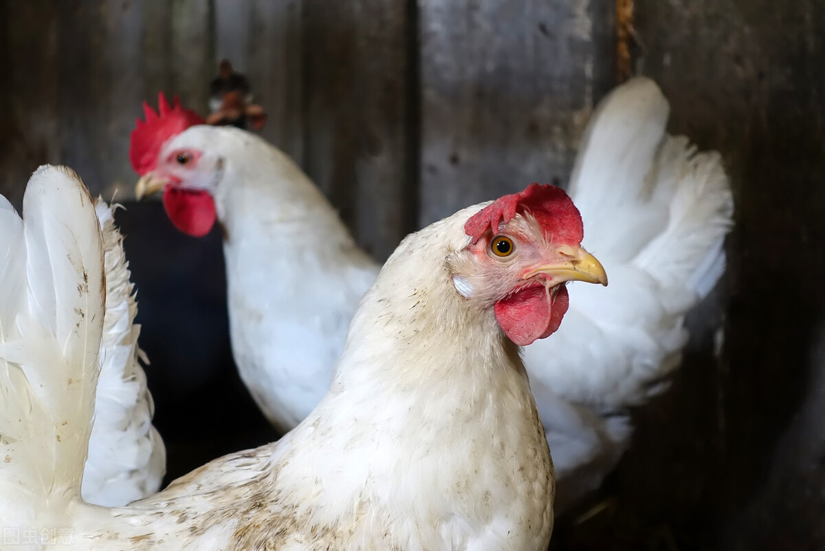 鸡啄毛啄羽用什么药,鸡啄毛最简单的解决办法