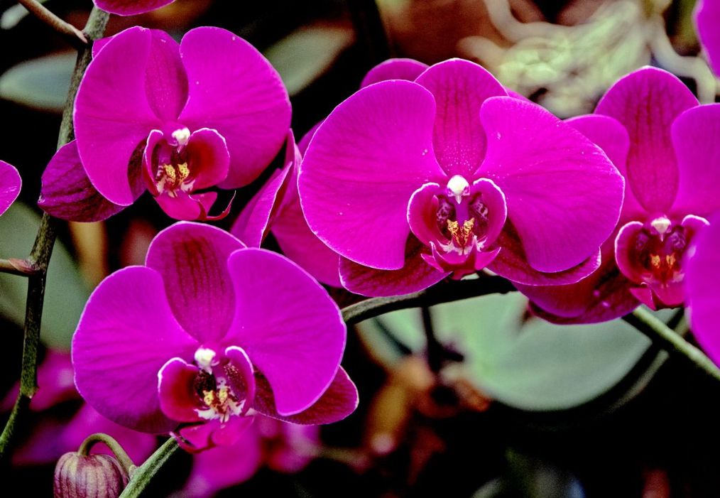 蝴蝶兰的叶子发软怎么回事,蝴蝶兰叶片发软了怎么处理