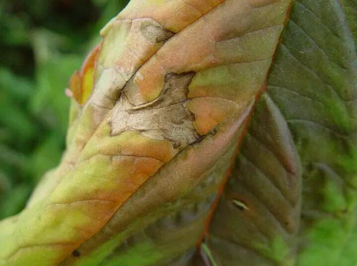 青苋菜病害全部图谱,苋菜常见病害图片大全