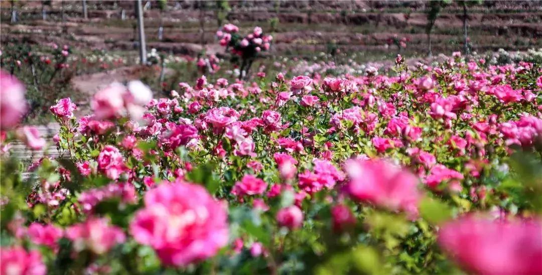 凉山州哪里可以赏花,西昌赏花攻略