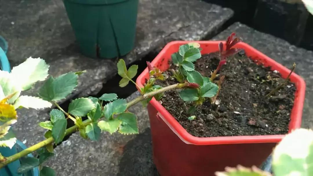 适合阳台养的四季开花有花香的花,花期长耐热耐寒又好养的花卉