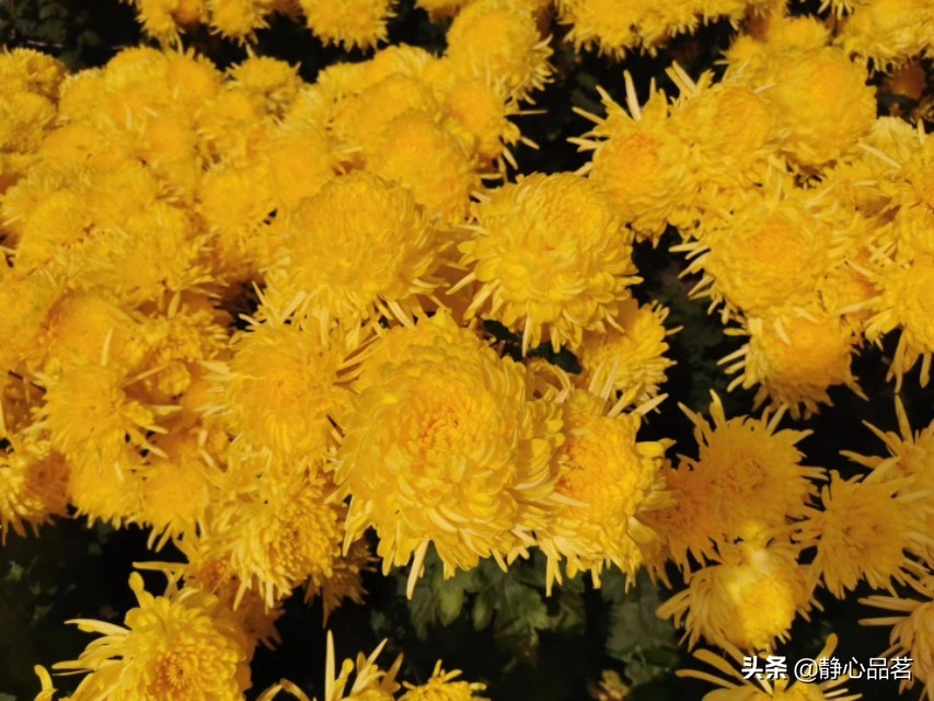 金丝皇菊清肝明目最佳选择,清肝明目去火的菊花品种有