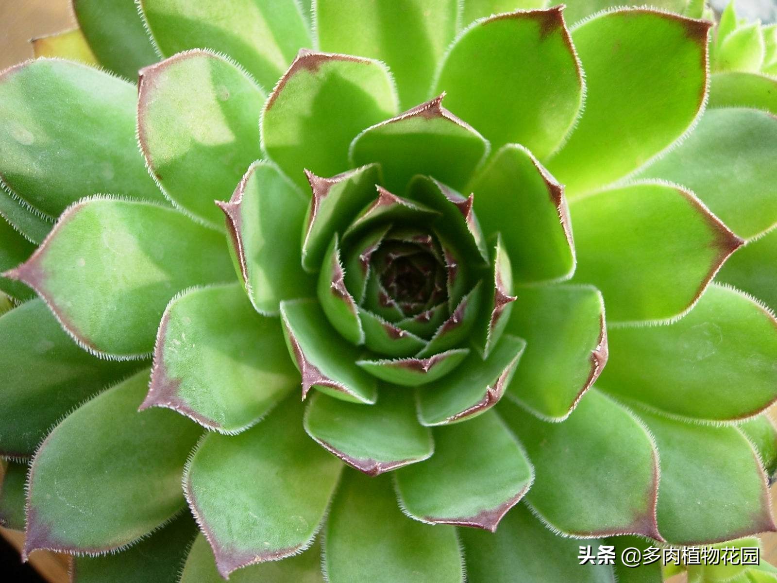 养不死花的秘诀视频,养不死的盆栽菩提