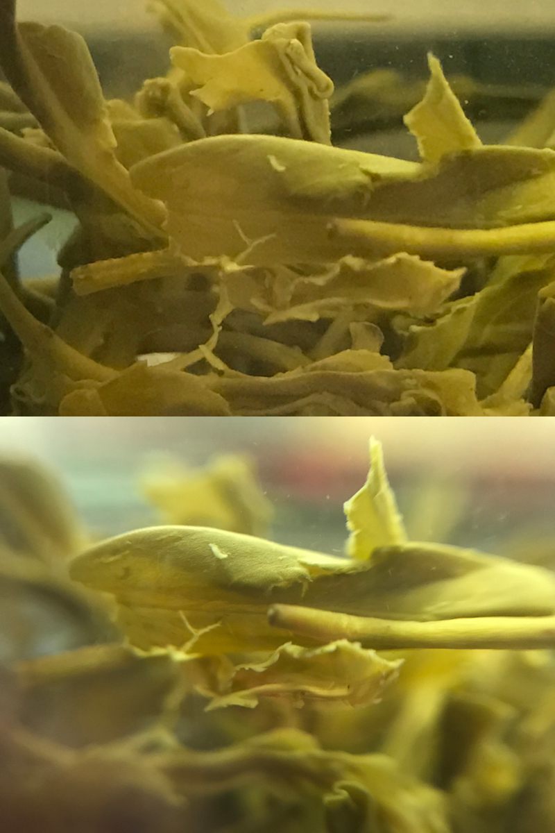 新手入门手机摄影配件推荐,手机摄影都需要哪些配件