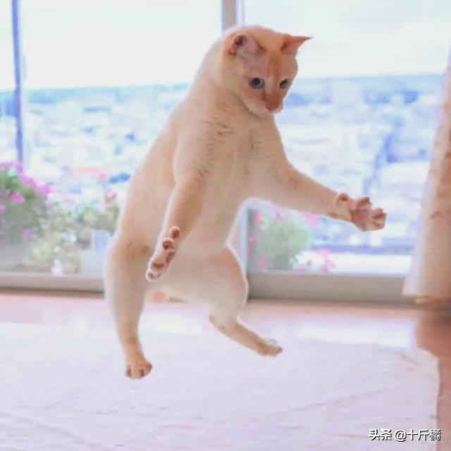 舞痴猫咪：每一个不曾起舞的日子，都是对生命的辜负！