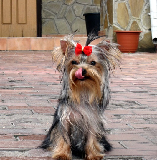 约克夏开心的表现,约克夏可爱的小狗