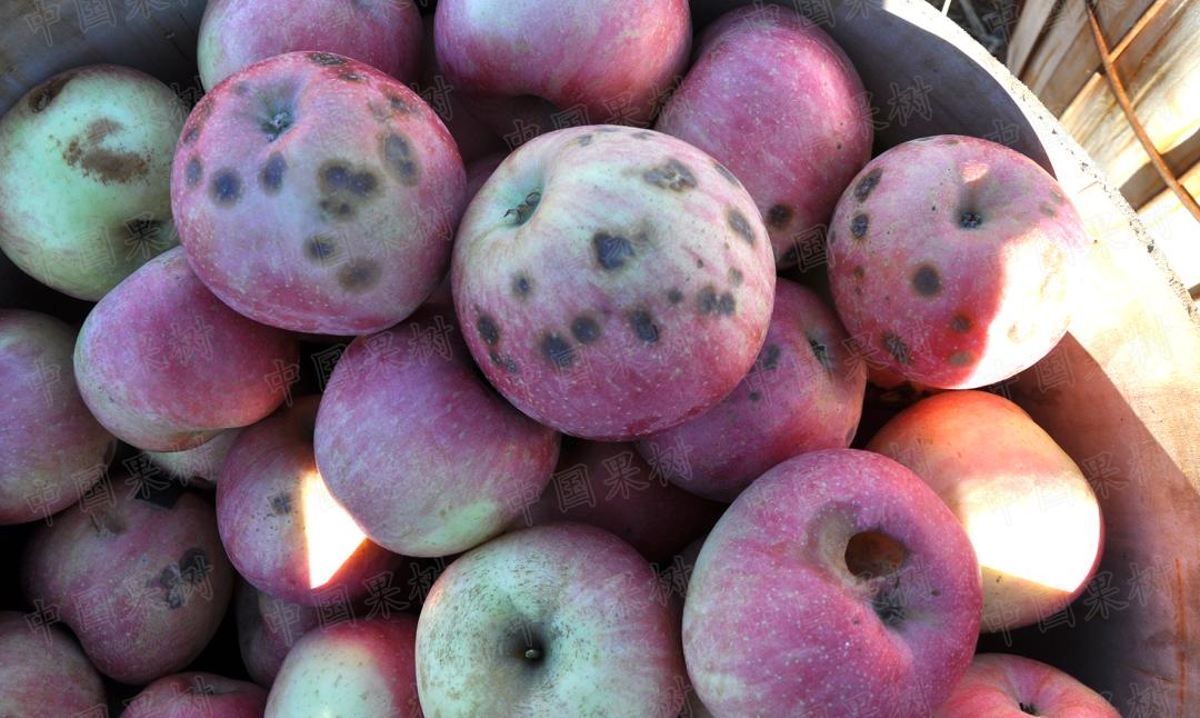 苹果园主要病害的诊断与防治实用技术|苹果缺钙症