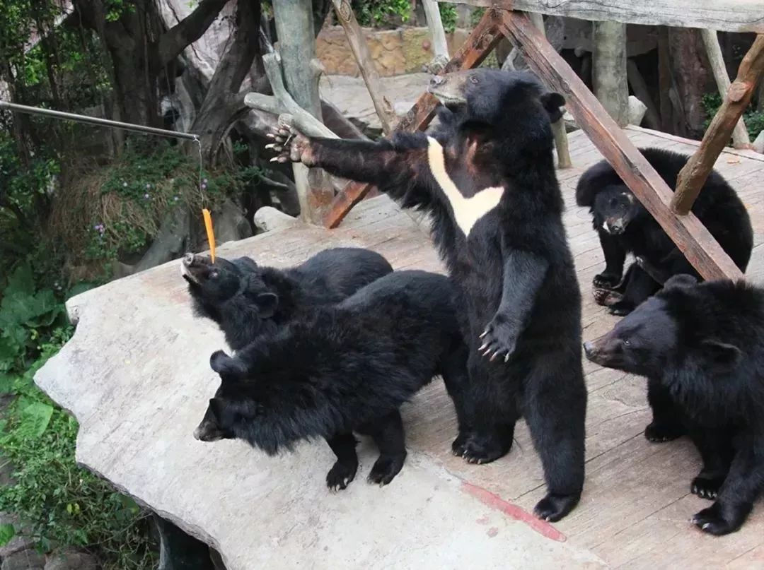 中秋国庆仅138元，两人同行玩转5A长鹿旅游休博园+童话动物王国