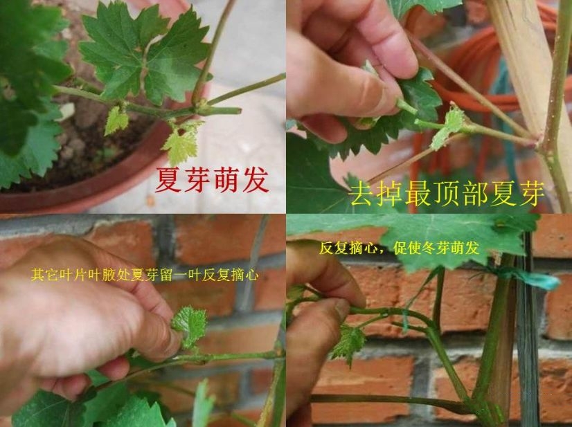 阳台种植葡萄怎样才能多果甜,阳台上种葡萄的正确方法