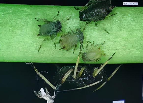 蚜虫怎么防治不用药物的情况下,蚜虫的发生规律和防治方法