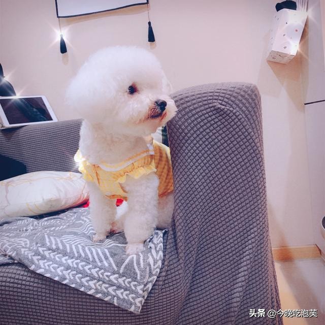 如何让比熊犬的毛变漂亮,比熊犬毛蓬松的正确方法