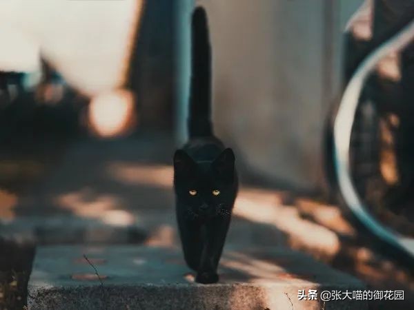 为什么猫咪的胡须不可以剪,猫咪胡子根部长猫癣需要剃胡子吗