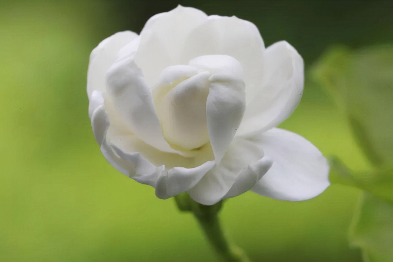 开春后茉莉花怎么养护,茉莉花春季怎么防寒