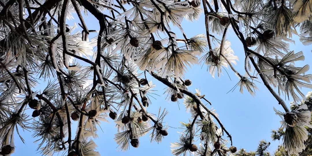 赏雪何须去北国,赏梦幻雾凇耍雪的绝佳去处